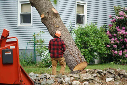 Why You Need Professional Arborist Services for Healthy Trees